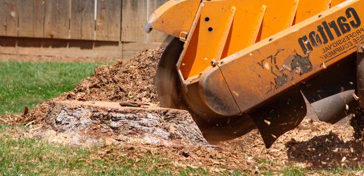 Stump Removal in Queens NY-Everything Tree Service