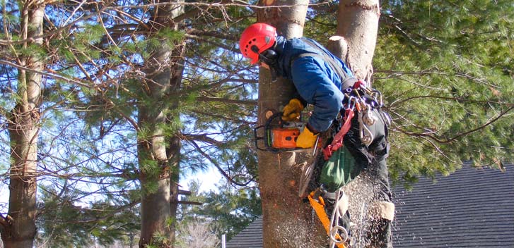 Tree Removal in Staten Island NY-Everything Tree Service