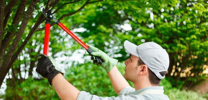 Tree Trimming in Bronx NY-Everything Tree Service
