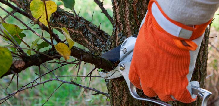 Tree Trimming in Staten Island NY-Everything Tree Service