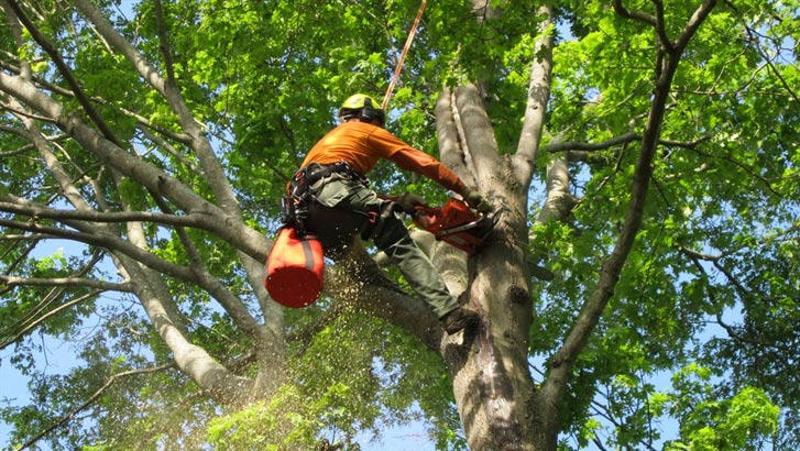 Tree Stump Removal