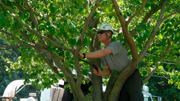 blog page-Everything Tree Service