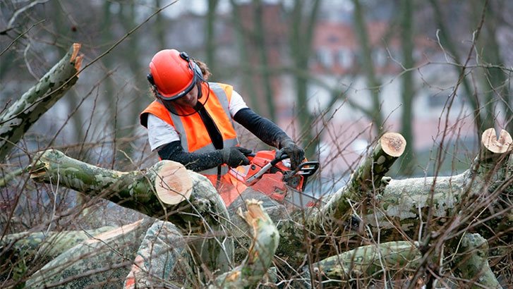 blog page-Everything Tree Service
