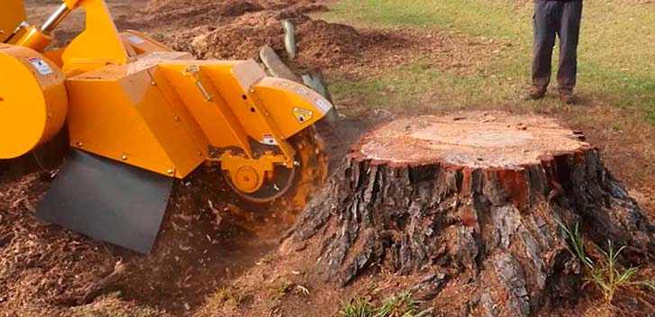 Stump Removal in Bronx NY-Everything Tree Service